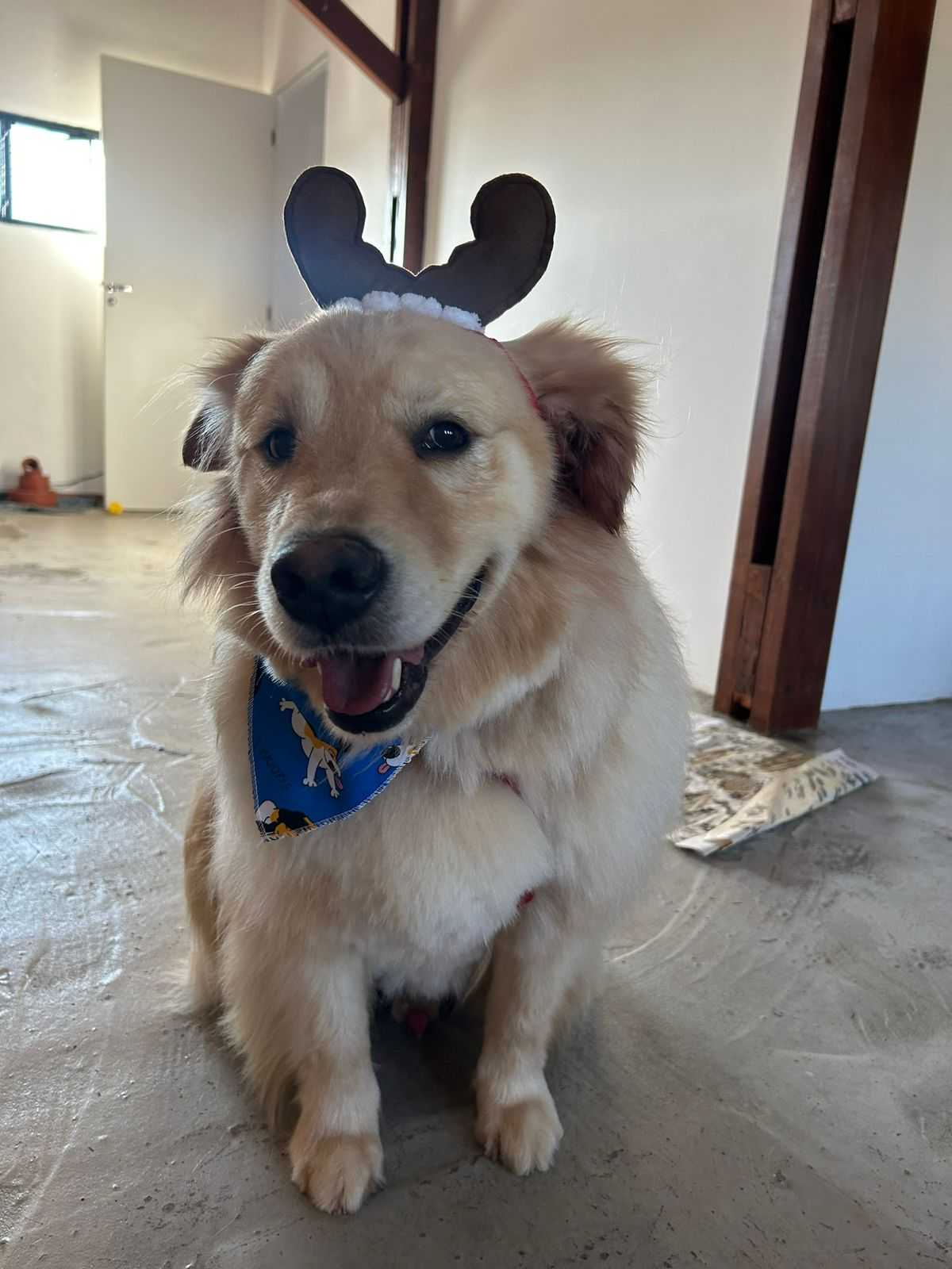 Tosa na Tesoura Landing Hero Bottom Image